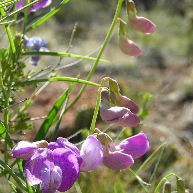 Wildflowers - Grand Canyon National Park (U.S. National Park Service)
