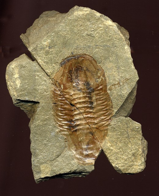 Fossil trilobite in Bright Angel Shale.