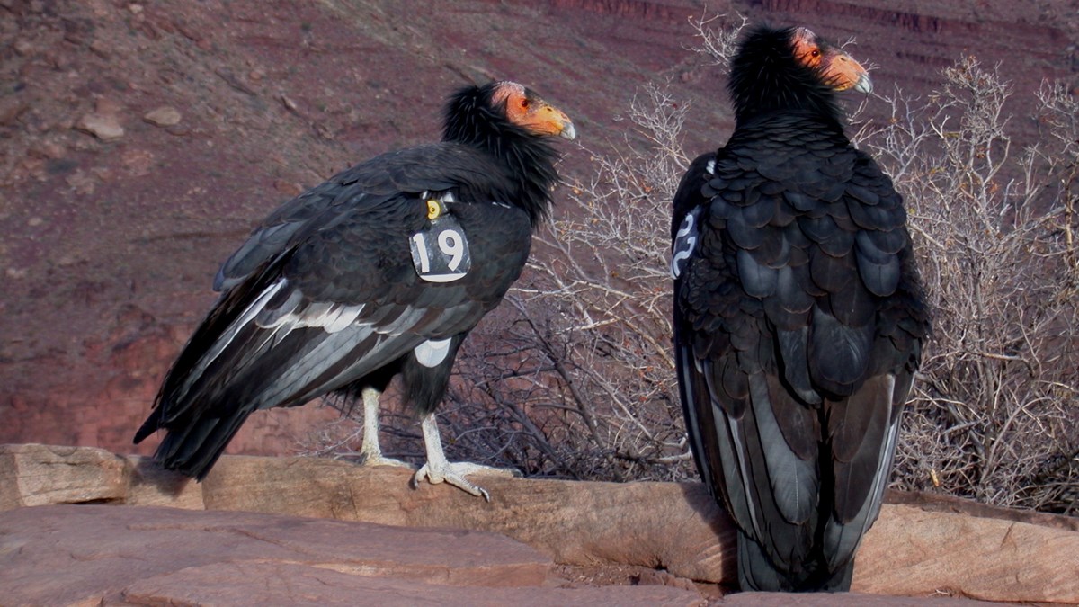2 condors perched on a rock