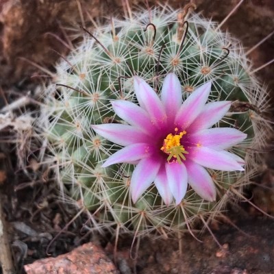 Small ball shaped cactus with radiating spines has a bright pink centered flower that gradiates to white on the tips.