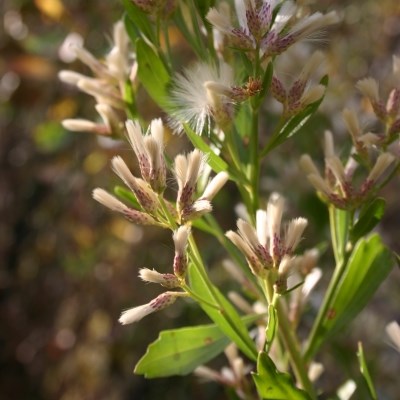 Light green leaves with jagged edges have small pink flowers with fluffy white seeds sticking out of the tops.