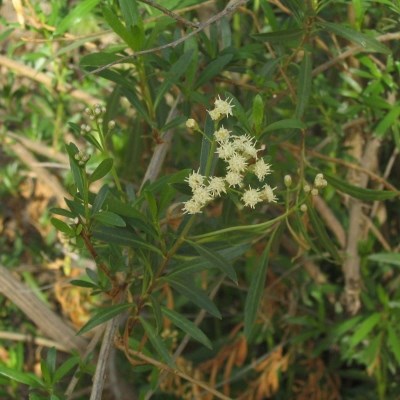 Brown branches have narrow long deep green leaves with a cluster of white spiny flowers in the center.