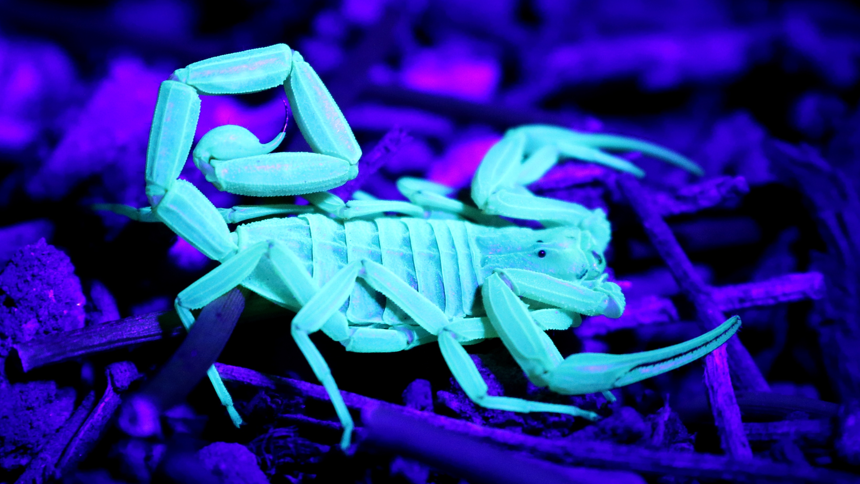 Small scorpion glowing white