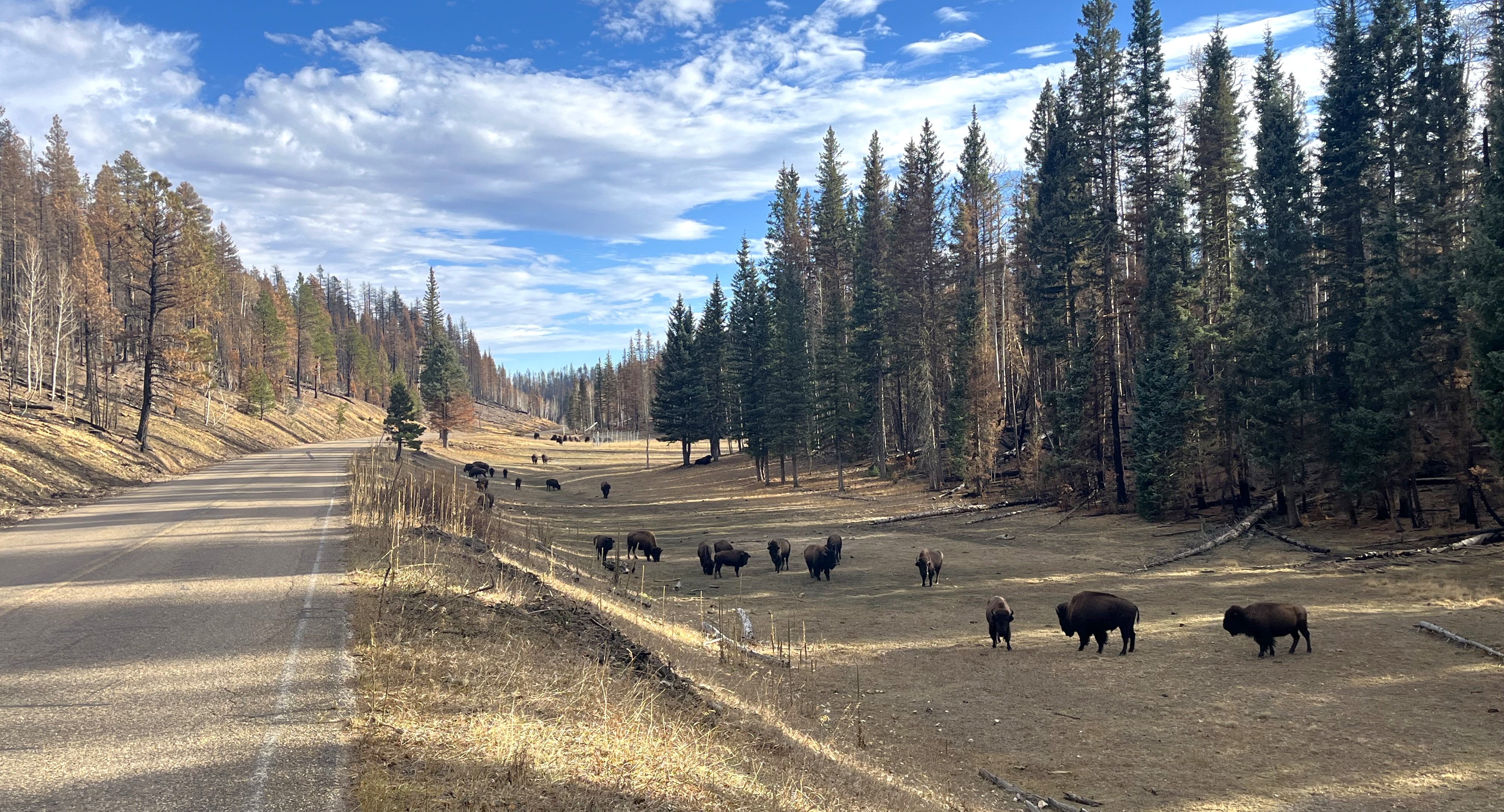 A herd of bison stand near a roadway with trees on either side