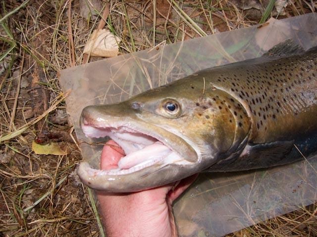 Brown trout with its large, predatory mouth.