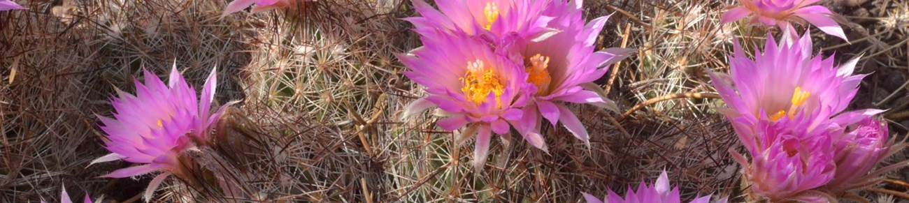Flowers with pointed pink petals and yellow centers are scattered amongst a sea of prickly thorns on cacti.