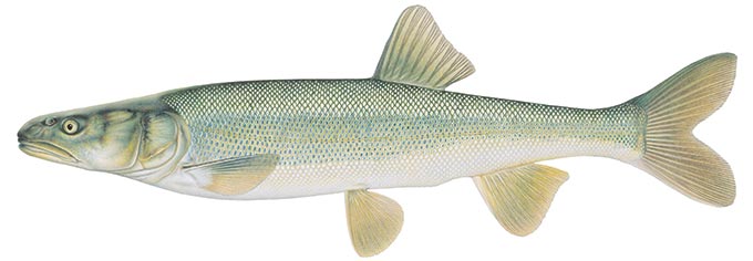 Colorado pikeminnow (Ptychocheilus lucius)