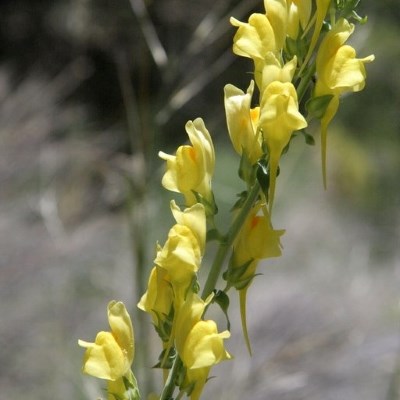Yellow flowers with wide petals and one single petal pointing downward on a diagonal green stem.