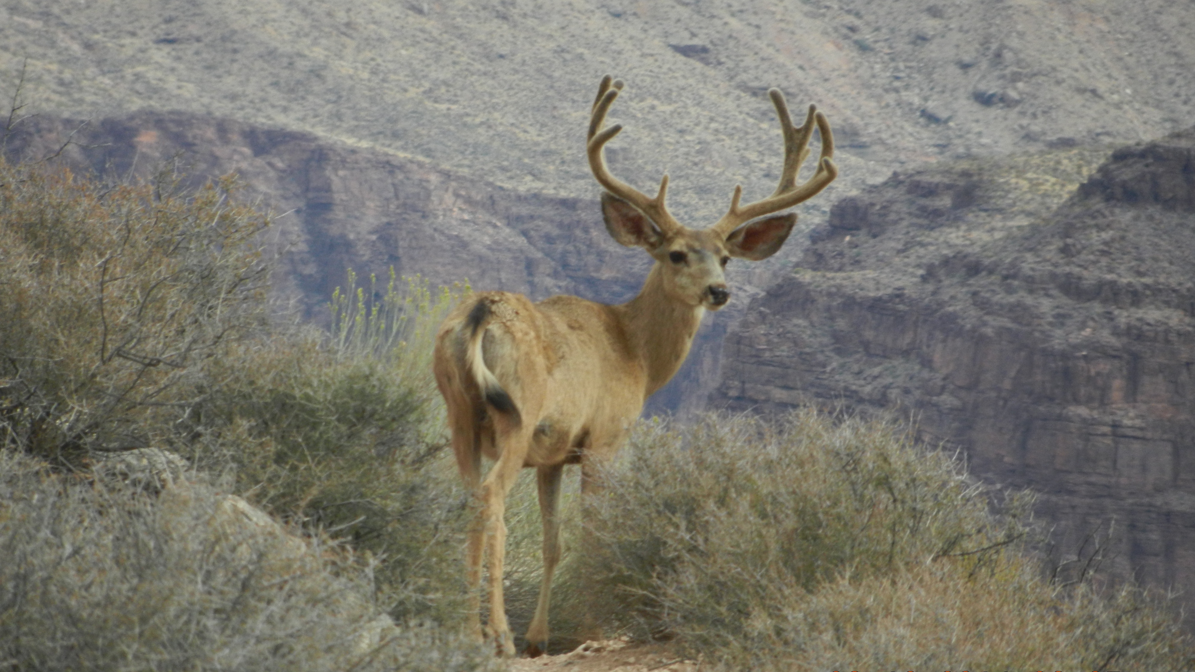 Mule deer buck in the Grand Canyon
