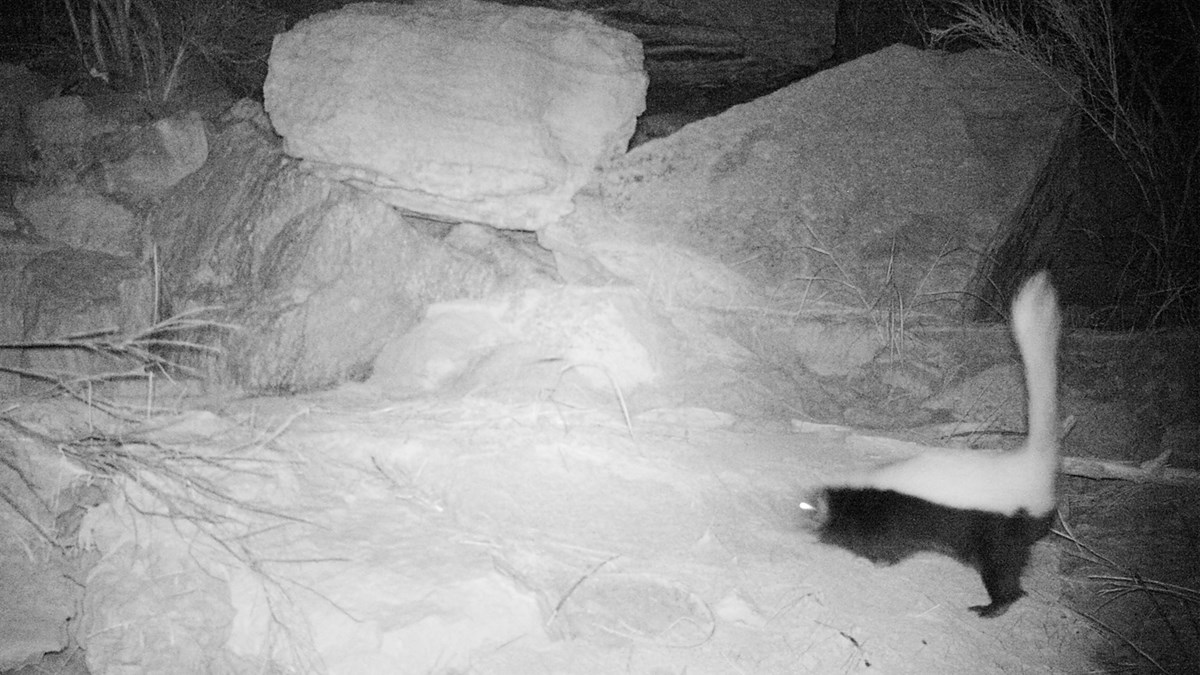 Current Hog-Nosed Skunk Research - Grand Canyon National Park (U.S