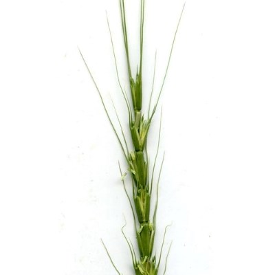 Green joints make up a stalk of grass with long strings coming off of either side.