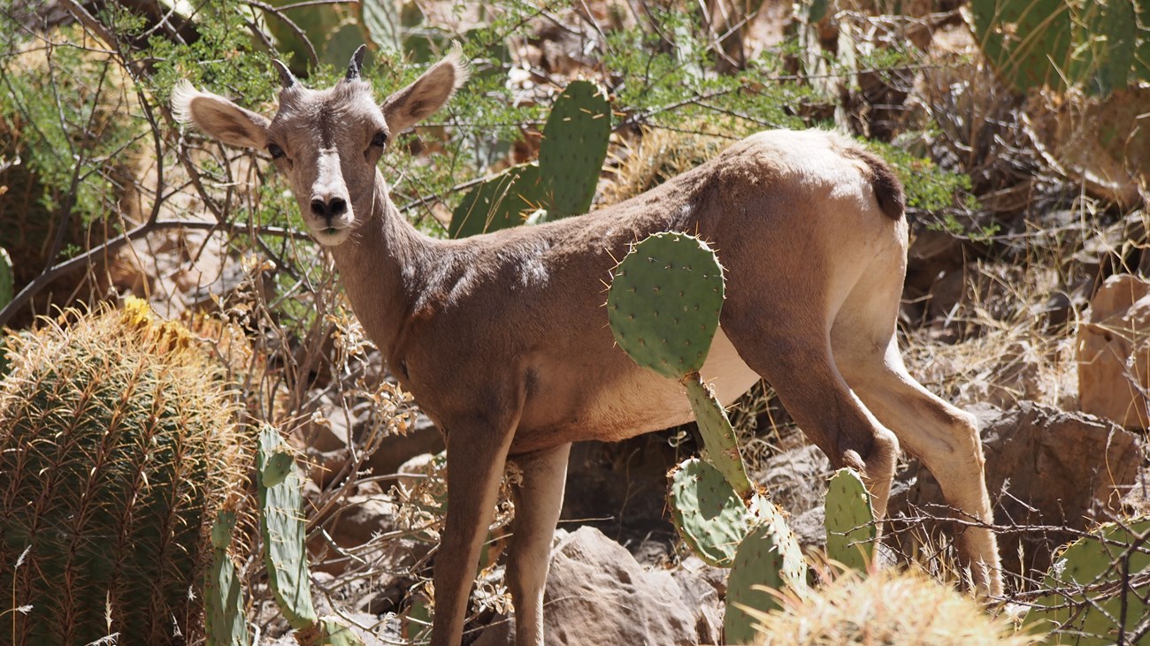 Bighorn sheep surrounded by cacti