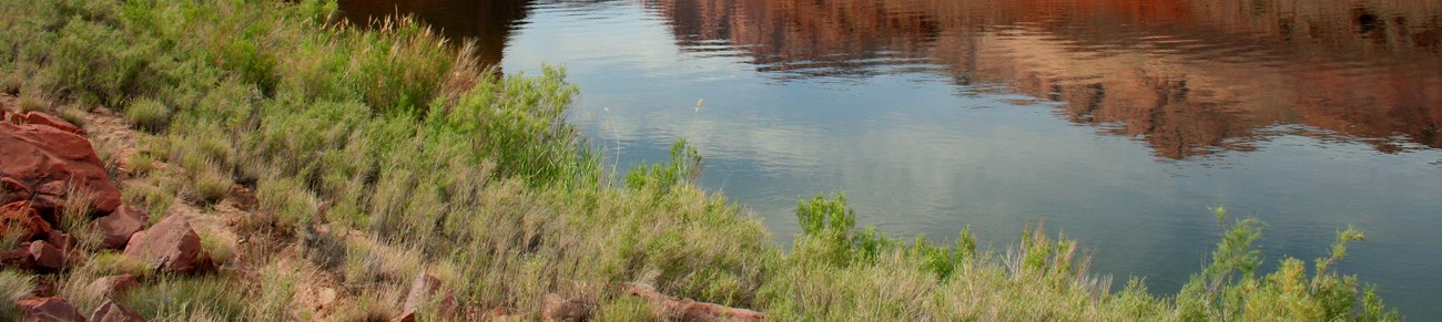A river shows reflection of red rocks with fluffy green plants in the foreground.