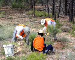 Volunteers removing invasive plants.