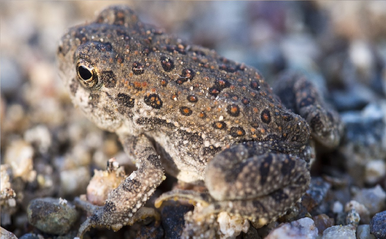 Toad with red spots
