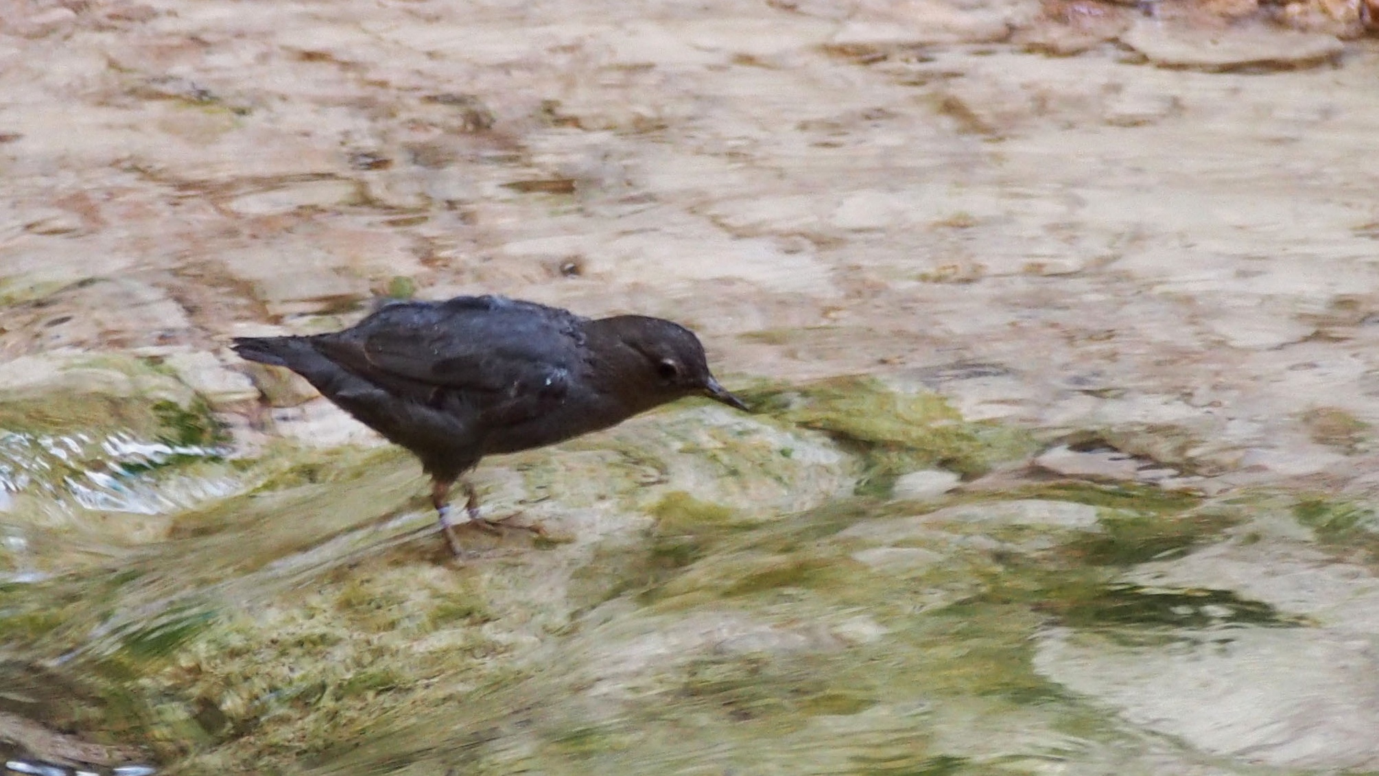 Grey bird wading in water