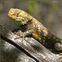 Yellow spiny lizard perched on a log