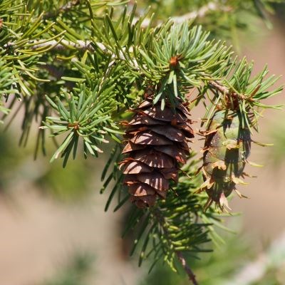 Pointy green needles in a sphere shape with one brown pointy cone hanging below.