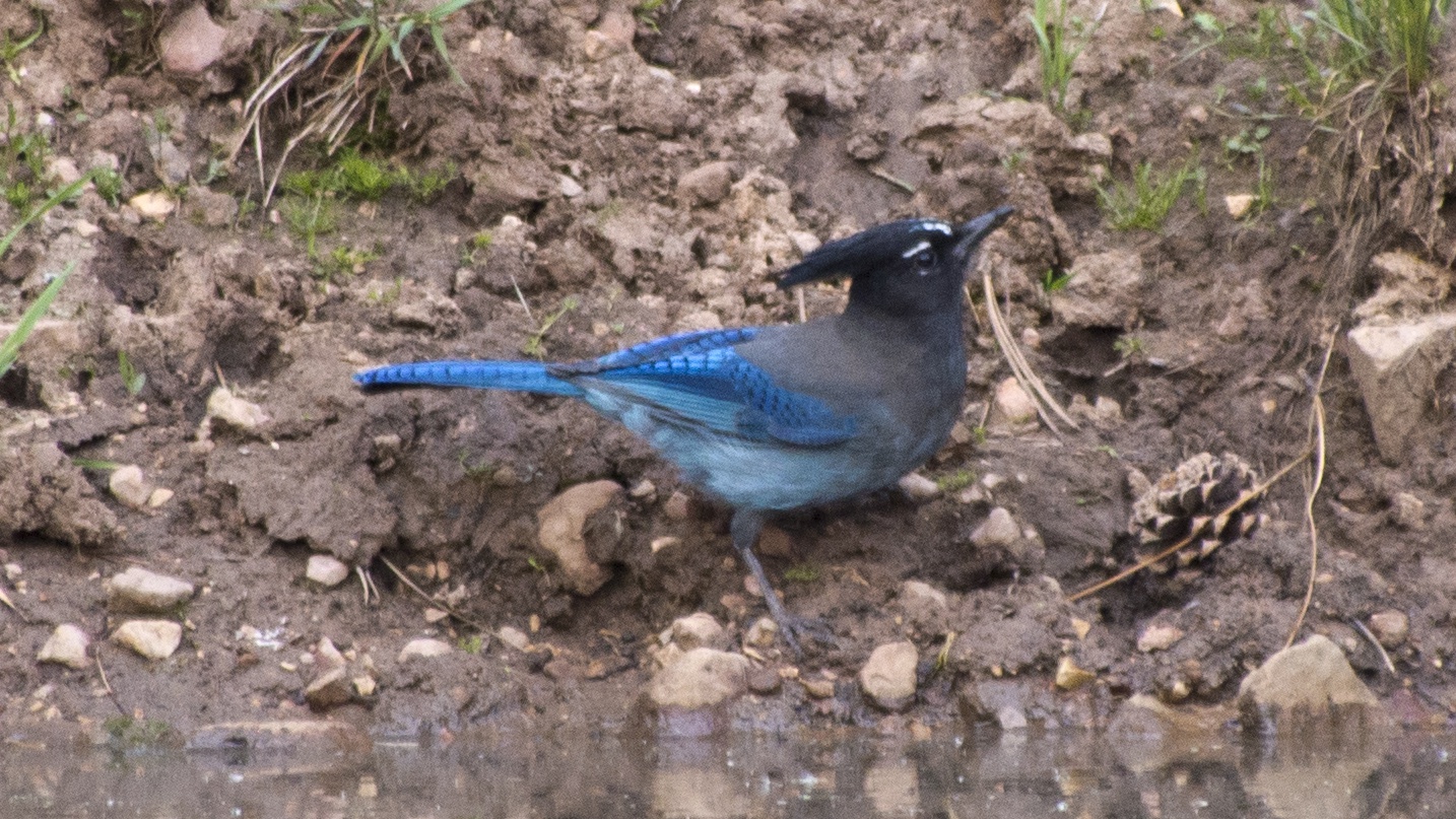 Black and blue bird by a pool
