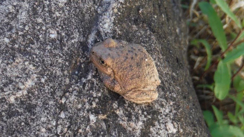 Small frog perched on a rock