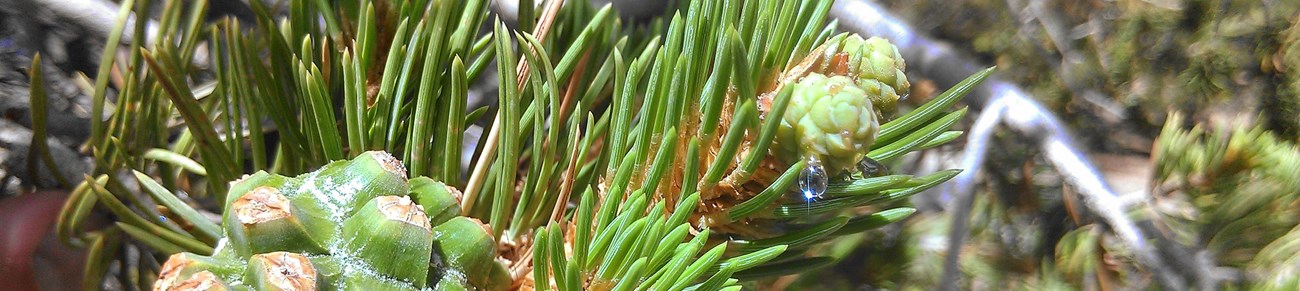 Detailed pointy green pine needles and green and brown young cones with a droplet of sap falling.