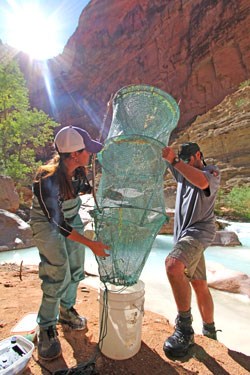 surveying fish in Havasu Creek