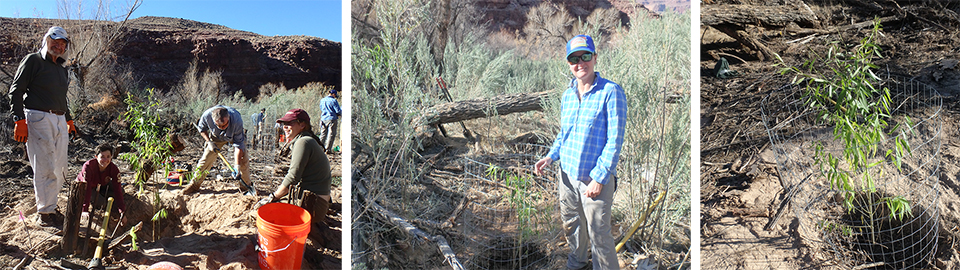Left: volunteers and staff in the process of filling in a hole for a planted Goodding's willow, middle: volunteer posing with a planted and caged Goodding willow, right: planted and caged Goodding's willow