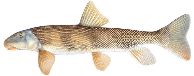 Bluehead Sucker (Catostomus discobolus)