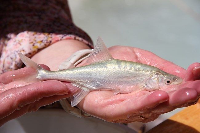 Young humpback chub are silver with narrow caudal peduncle (tail) and large fins.