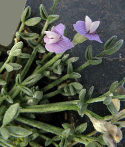 close up of sentry milk-vetch plant with two flowers.
