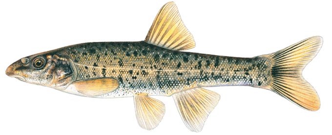 Speckled Dace (Rhinichthys osculus)