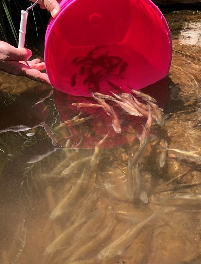 Humpback chub being released into Bright Angel Creek, June, 2020