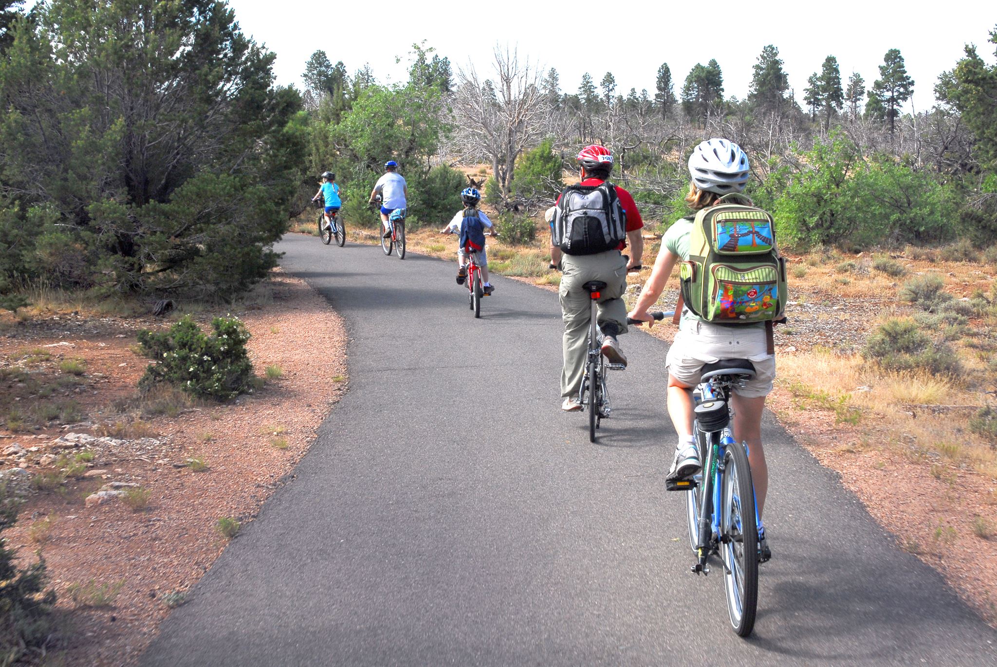 Four bicyclists ride along the greenway trail with a forest on either side.