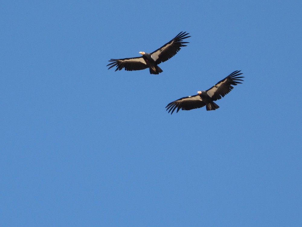 Watch California Condors take their first flights in the wild during