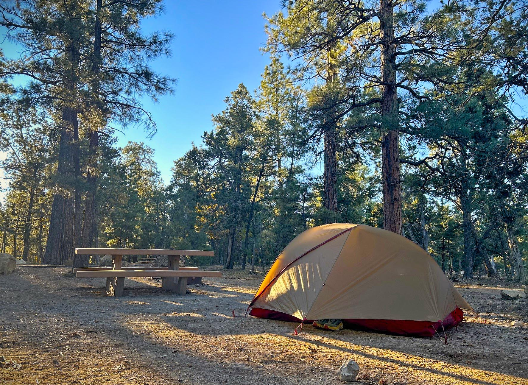 A brown tent is centered at a campsite with tall ponderosa pine trees surrounding the site