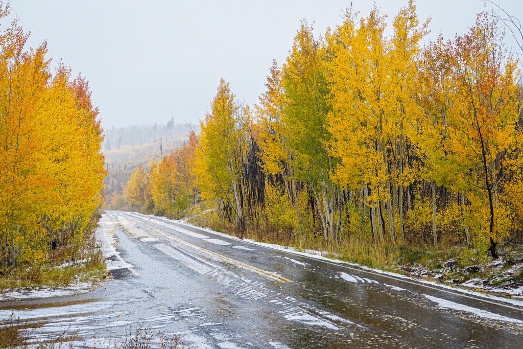 A roadway with yellow aspen trees on both sides and snow from a recent weather event.