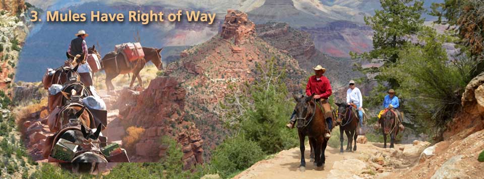 Mules have right of way. Photo split in two halves. Left shows a string of loaded pack mules ascending a trail. Right shows three people riding mules.