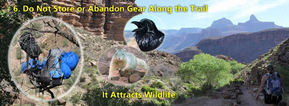 Do not store or abandon gear along the trail. It attracts animals. On the left, three inserts: backpacks hanging from a tree branch, a squirrel and a raven. Background image shows hikers on trail to the right of a riparian area: cottonwood trees.