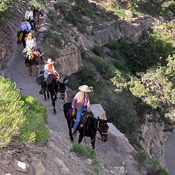 A string of 6 mules in single file on a backcountry trail cut into a cliff face.