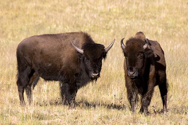 Two adult bison, one in profile and one facing forward are standing in a field of browned out grass.