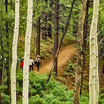 looking down through pine and aspen trees at a park ranger leading a group of people down an unpaved trail through a dense forested area