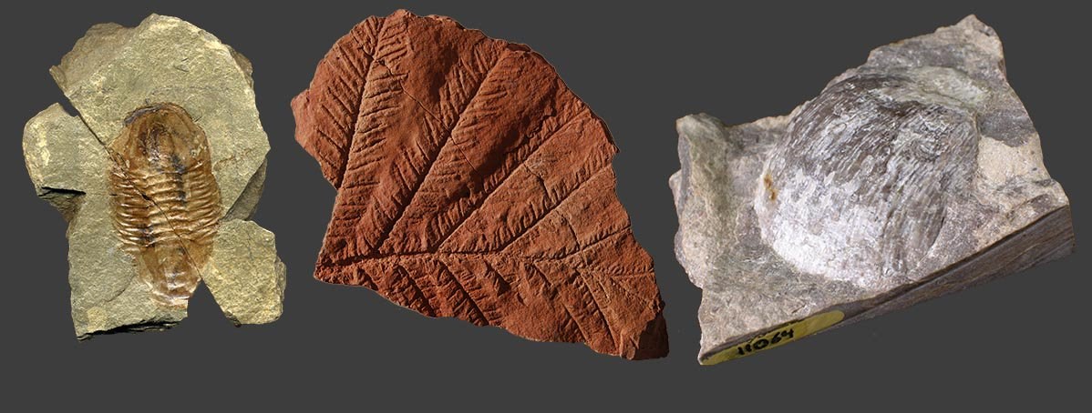 three fossils against a gray background. from left to right: a trilobite on green rock, fossil fern on rust-colored rock, a clam-like shell on white rock