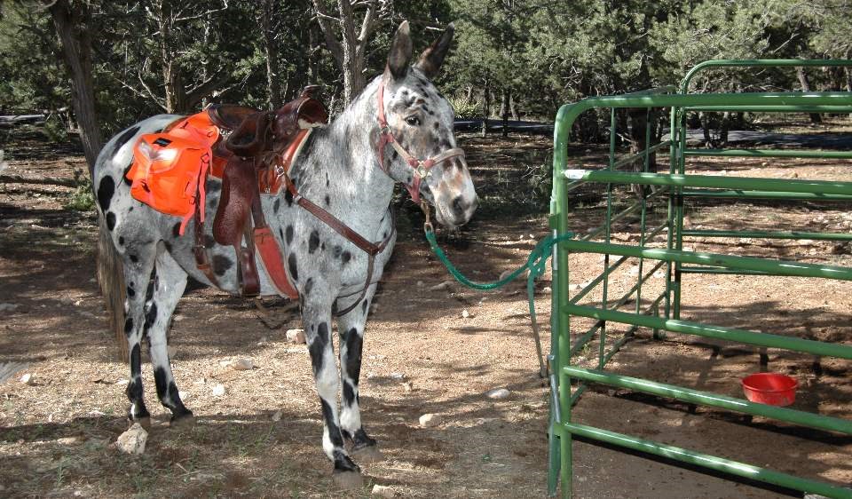 Wearing a brown saddle. a white mule with brown and black spots is standing next to a green metal fence.