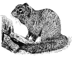 drawing of rock squirrel