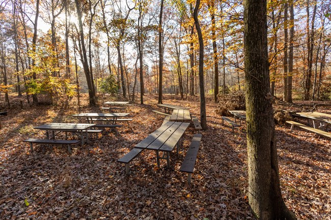 Picnic tables backlit through brilliant fall trees, amid crunchy leaves.