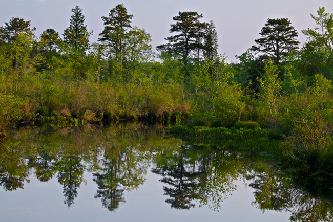 A wooden area borders the river, as seen on a sunny summer day.