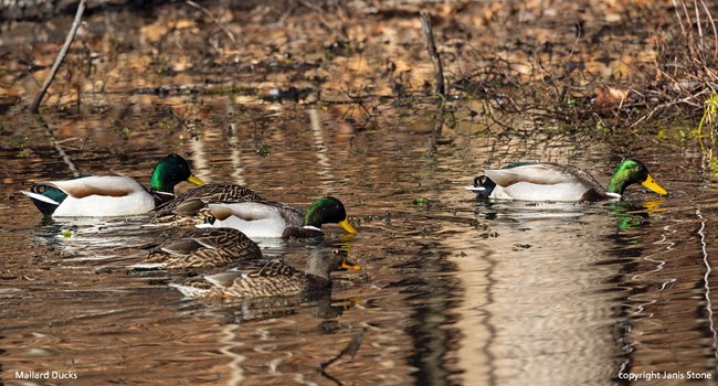 Six ducks, 3 males with vibrant green necks and heads and yellow bills and 3 brown females, with two having their heads under the surface of the water, swim in the same direction on a rippled water surface.  Captioned Mallard Ducks copyright Janis Stone.