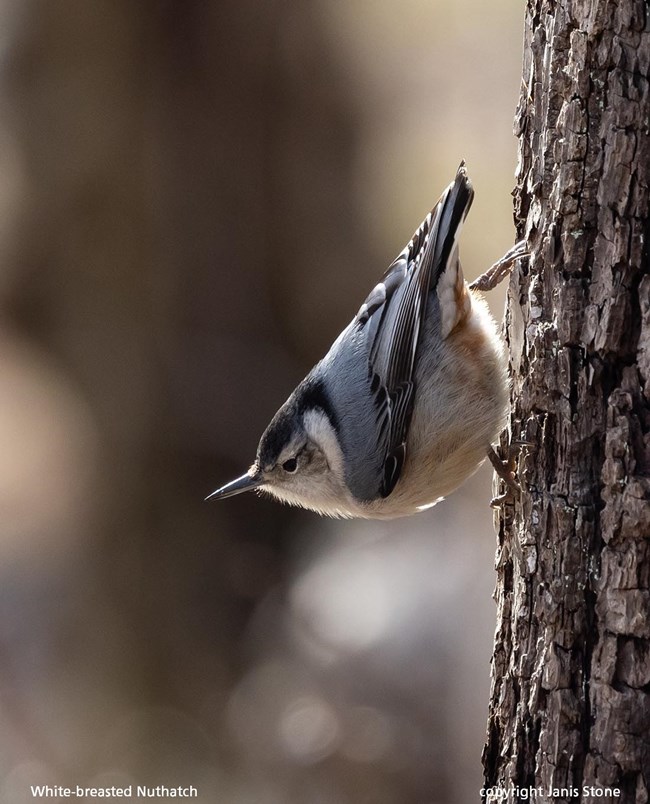 A small bird clings with its feet to the vertical side of a tree, captioned White-brested Nuthatch copyright Janis Stone.