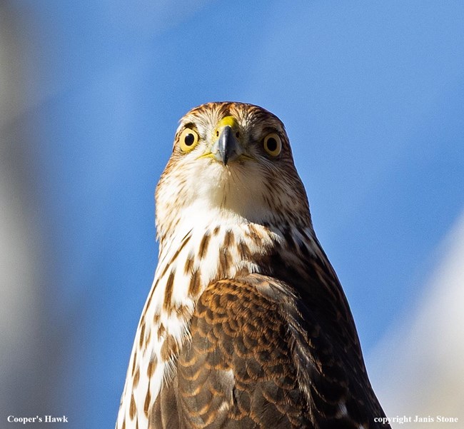 The head and face of a Cooper's Hawk close-up.  Captioned Cooper's Hawk copyright Janis Stone.