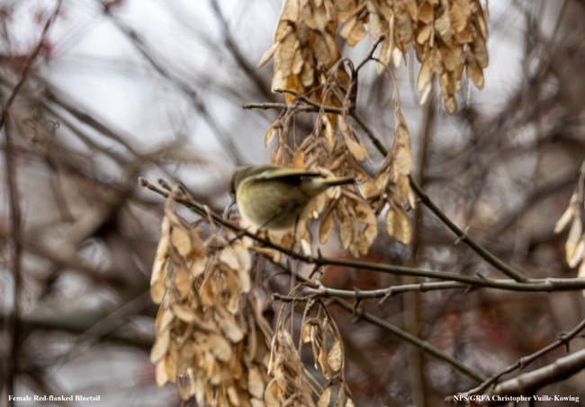 A small bird perched in a tree with lots of branches around it.  Captioned Female Red-flanked Bluetail NPS/GRFA Christopher Vuille-Kowing
